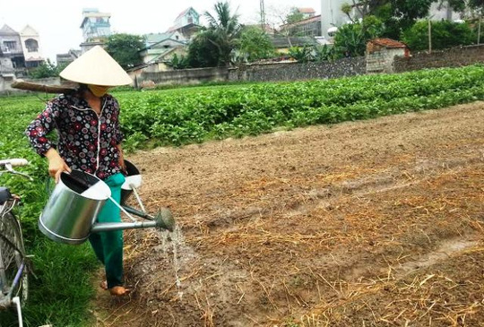 Người[-]trồng[-]rau[-]muốn[-]VTV[-]bồi[-]thường[-]sau[-]vụ[-]“Cây[-]chổi[-]quét[-]rau”